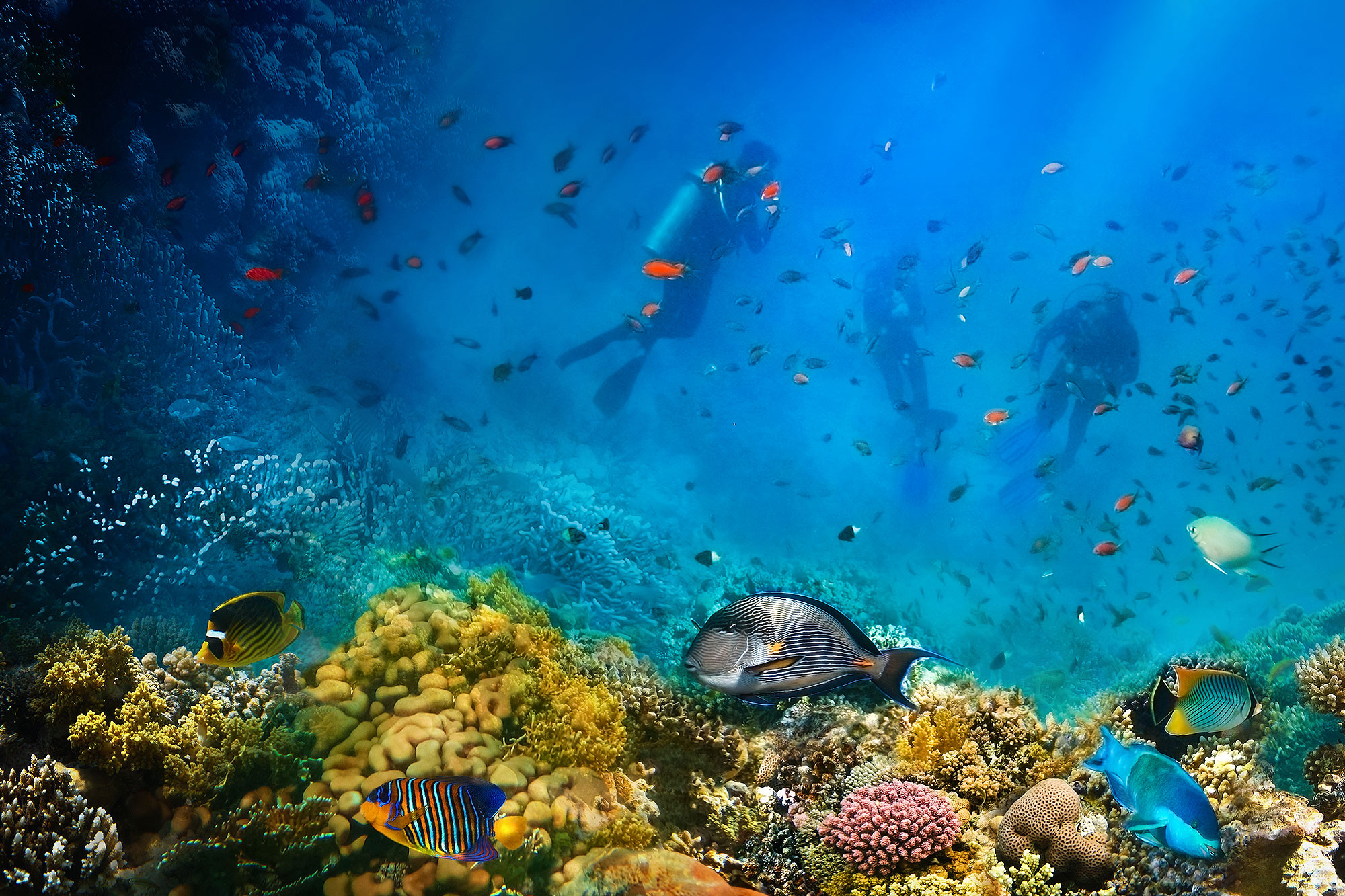 EXPERIENCE SEA LIFE
